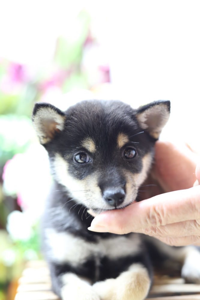 柴犬 極小豆柴 豆柴ブリーダー東京 シバ屋