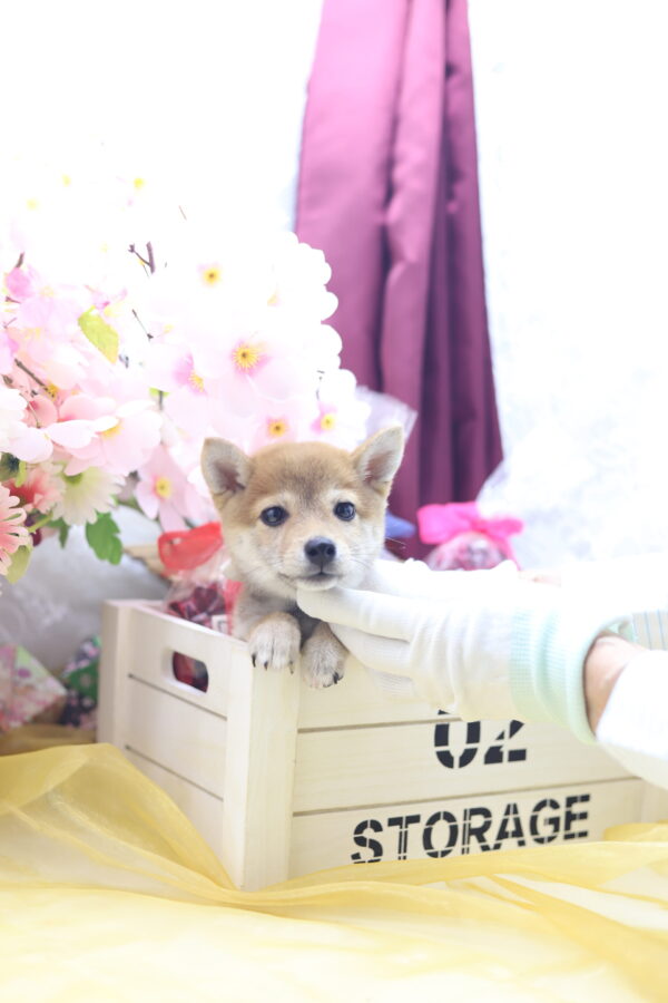 ☆超極小赤豆柴☆2025年3月18日生れ☆女の子☆超SSS級スーパー極レアプレミアム☆ティーカップサイズ☆