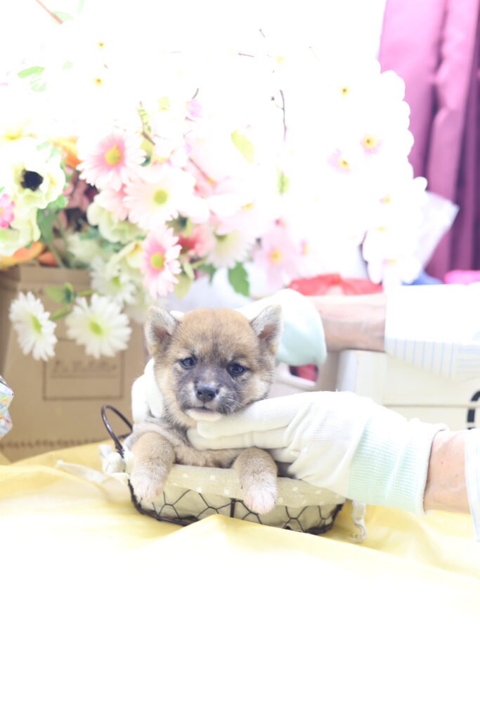 ★超極小赤豆柴★2025年5月18日生れ★女の子★超一流級激爆★スーパーレア極プレミアム★ティーカップサイズ★