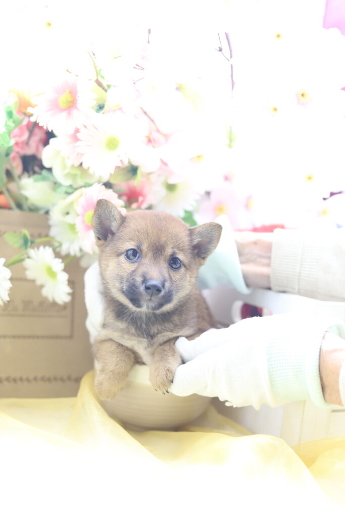 ★☆超極小赤豆柴★2025年7月8日生れ☆女の子★極激可愛☆超スーパープレミアム☆ティーカップサイズ☆