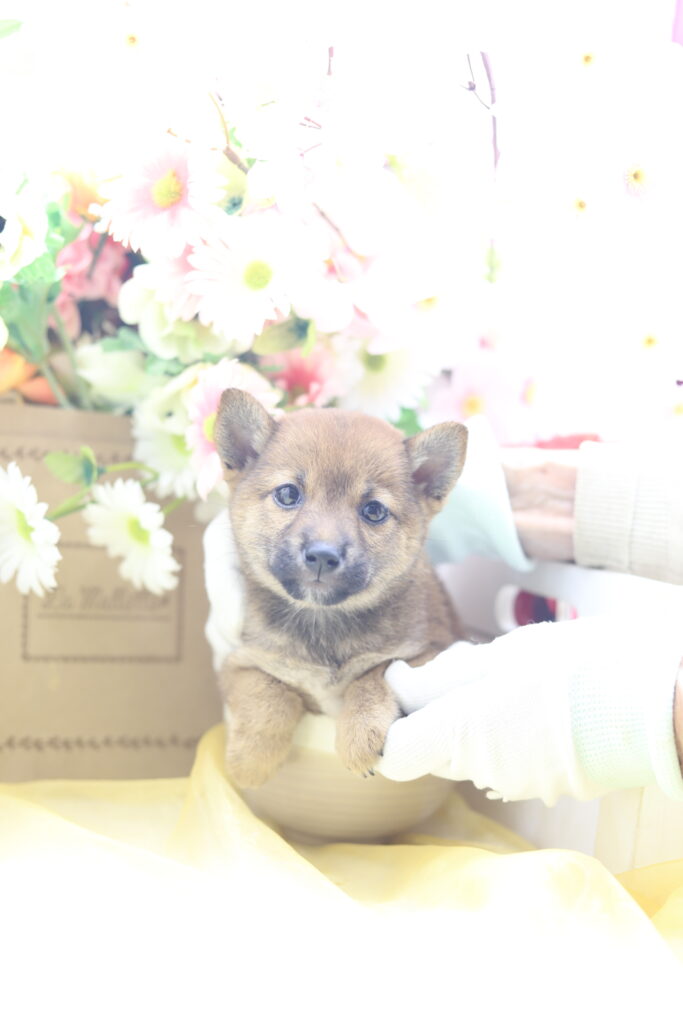 ★☆超極小赤豆柴★2025年7月8日生れ☆女の子★極激可愛☆超スーパープレミアム☆ティーカップサイズ☆