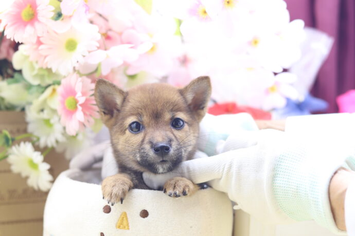 ★☆超極小赤豆柴★2025年7月8日生れ☆女の子★極激可愛☆超スーパープレミアム☆ティーカップサイズ☆