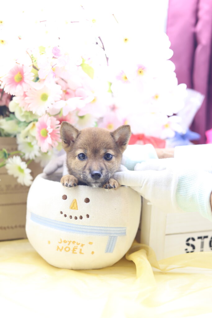 ★☆超極小赤豆柴★2025年7月8日生れ☆女の子★極激可愛☆超スーパープレミアム☆ティーカップサイズ☆