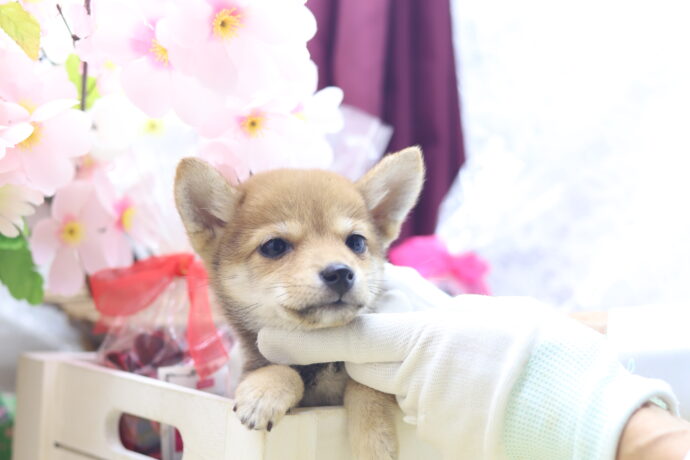 ★超極小赤豆柴★2025年6月30日生れ★女の子★超激可愛スーパープレミアム★ティーカップサイズ★