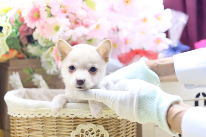 ☆超極小白豆柴☆2025年6月30日生れ☆女の子☆超激レア極上スーパーレアプレミアム☆ティーカップサイズ☆