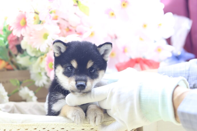 ☆★極小黒豆柴☆★2025年8月19日生れ☆女の子★超絶激可愛スーパープレミアム★