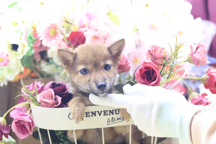 ★☆超極小赤豆柴★2025年7月8日生れ☆女の子★極激可愛☆超スーパープレミアム☆ティーカップサイズ☆