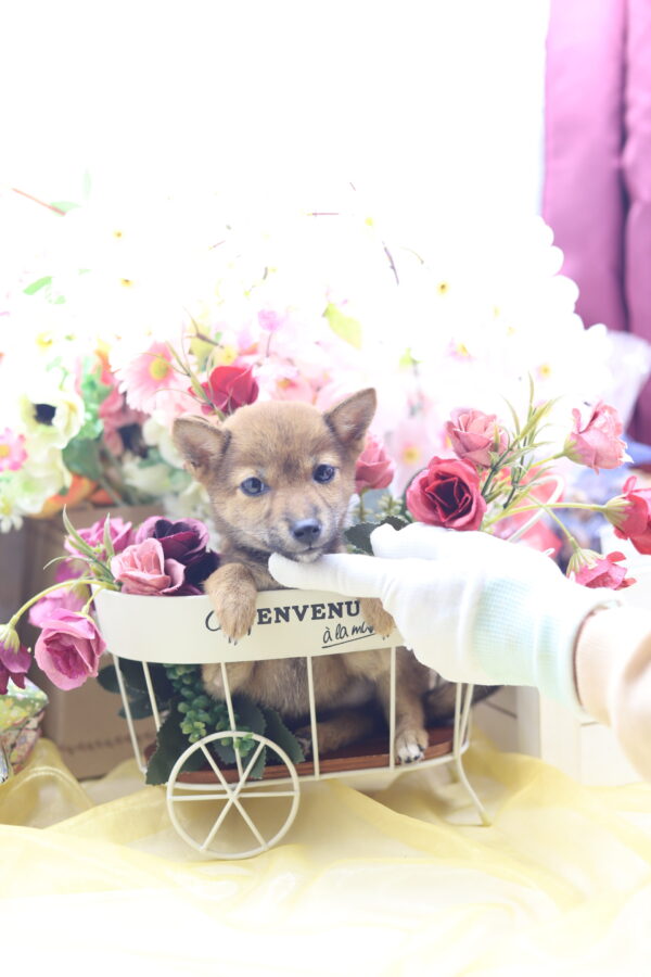 ★☆超極小赤豆柴★2025年7月8日生れ☆女の子★極激可愛☆超スーパープレミアム☆ティーカップサイズ☆