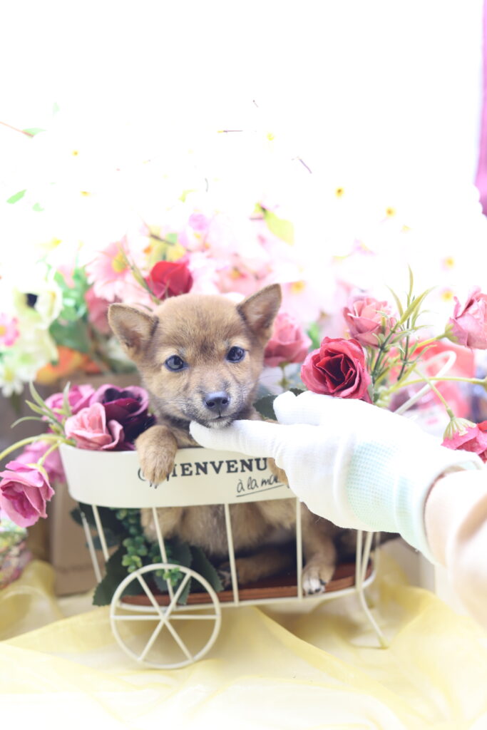 ★☆超極小赤豆柴★2025年7月8日生れ☆女の子★極激可愛☆超スーパープレミアム☆ティーカップサイズ☆