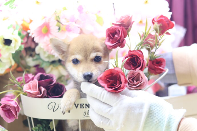 ★超極小赤豆柴★2025年6月30日生れ★女の子★超激可愛スーパープレミアム★ティーカップサイズ★