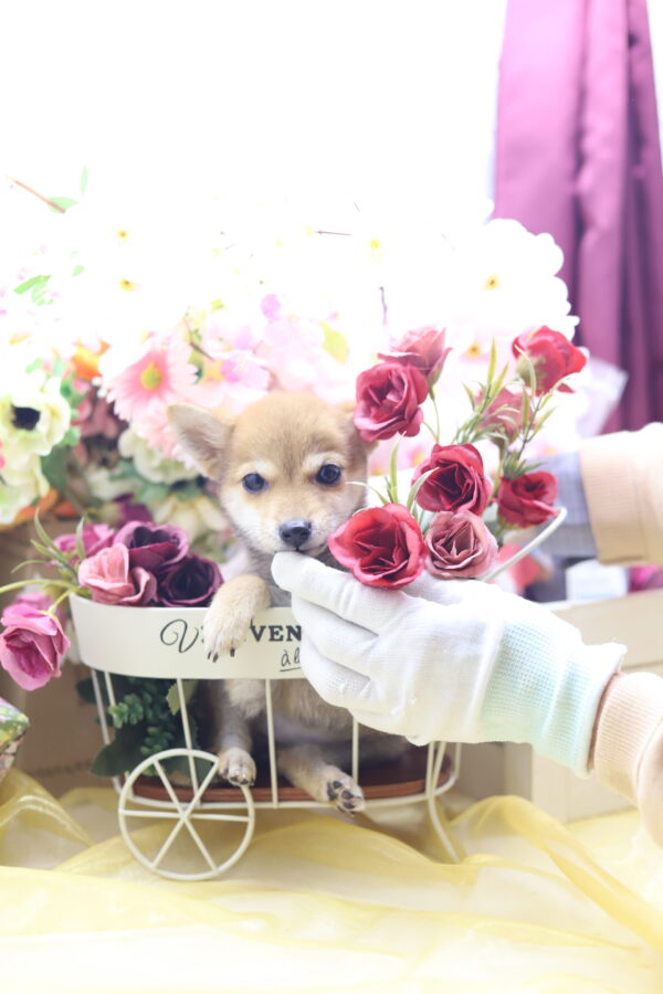 ★超極小赤豆柴★2025年6月30日生れ★女の子★超激可愛スーパープレミアム★ティーカップサイズ★