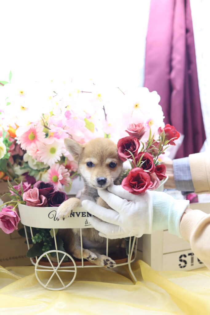 ★超極小赤豆柴★2025年6月30日生れ★女の子★超激可愛スーパープレミアム★ティーカップサイズ★