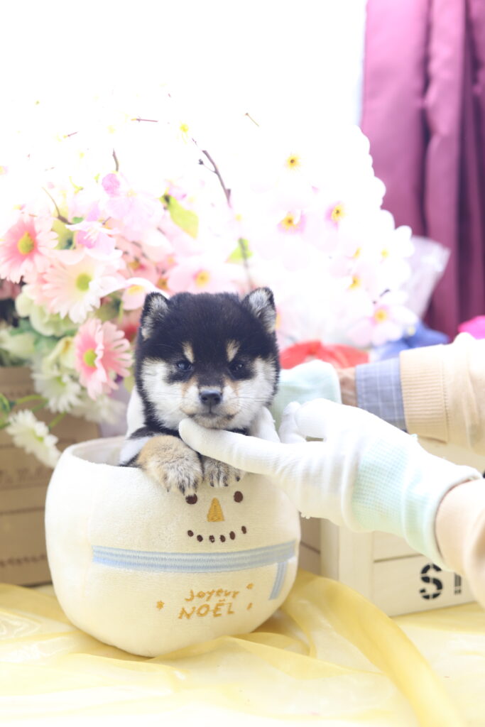 ★★極小黒豆柴★★2025年9月29日生れ★女の子★幻級激可愛い＆美人★極超スーパープレミアム★