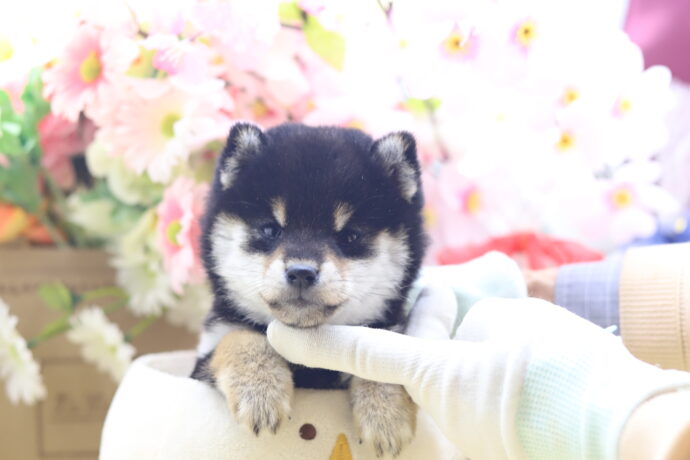 ★★極小黒豆柴★★2025年9月29日生れ★女の子★幻級激可愛い＆美人★極超スーパープレミアム★