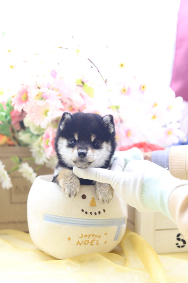 ★★極小黒豆柴★★2025年9月29日生れ★女の子★幻級激可愛い&美人★極超スーパープレミアム★