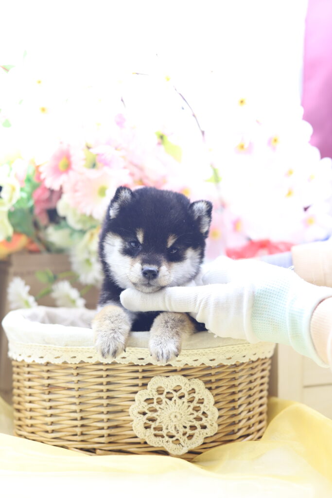 ★★極小黒豆柴★★2025年9月29日生れ★女の子★幻級激可愛い&美人★極超スーパープレミアム★