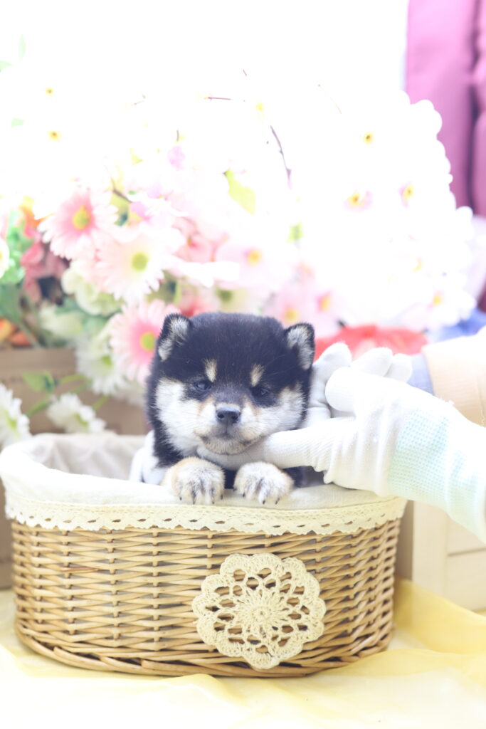 ★★極小黒豆柴★★2025年9月29日生れ★女の子★幻級激可愛い＆美人★極超スーパープレミアム★