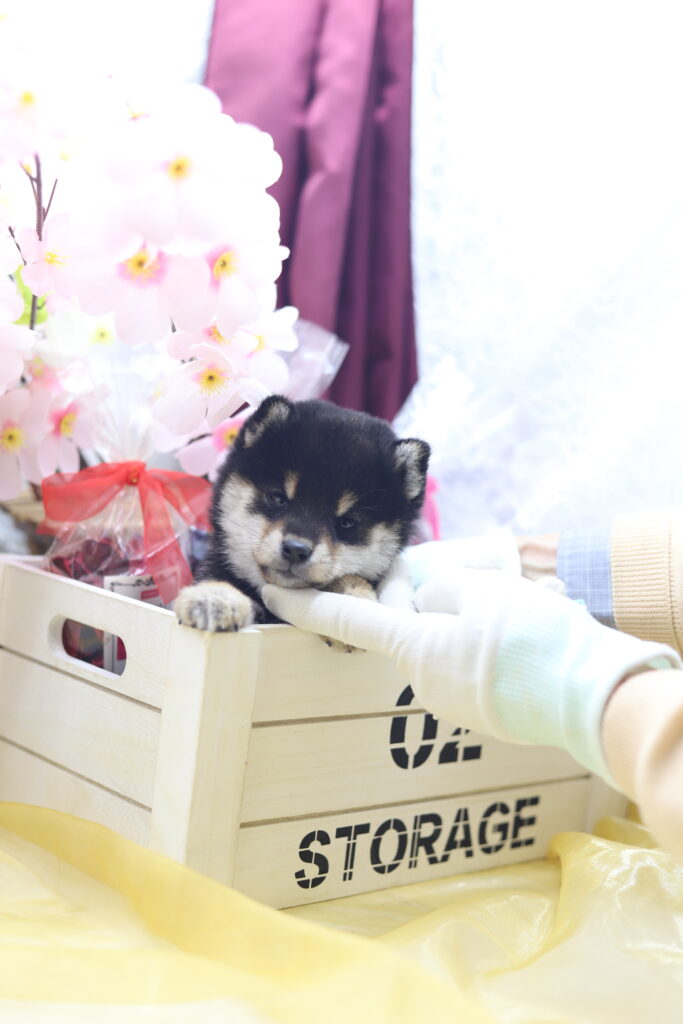 ★★極小黒豆柴★★2025年9月29日生れ★女の子★幻級激可愛い＆美人★極超スーパープレミアム★