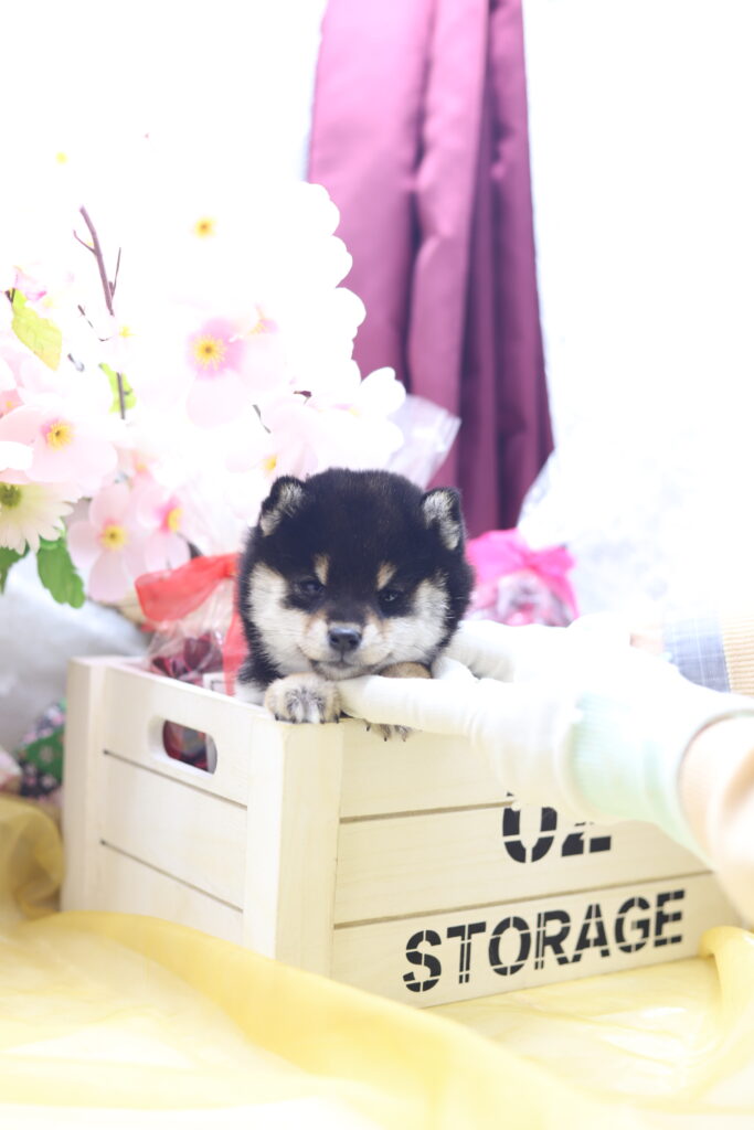 ★★極小黒豆柴★★2025年9月29日生れ★女の子★幻級激可愛い&美人★極超スーパープレミアム★