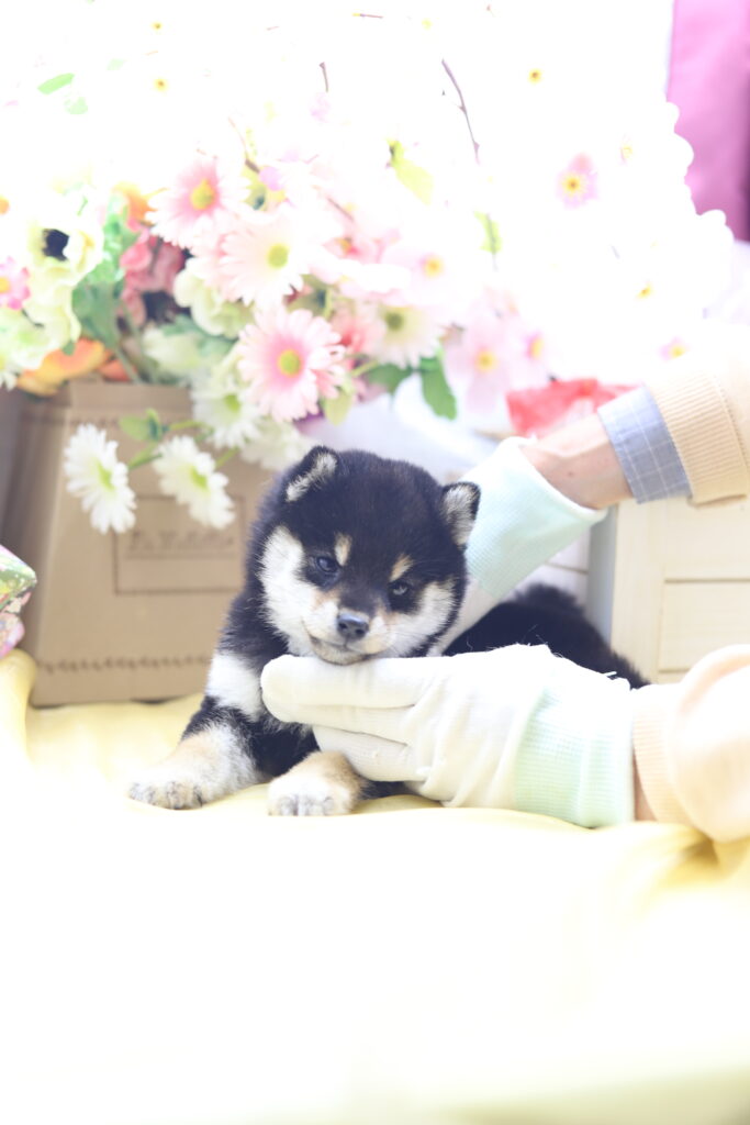 ★★極小黒豆柴★★2025年9月29日生れ★女の子★幻級激可愛い&美人★極超スーパープレミアム★