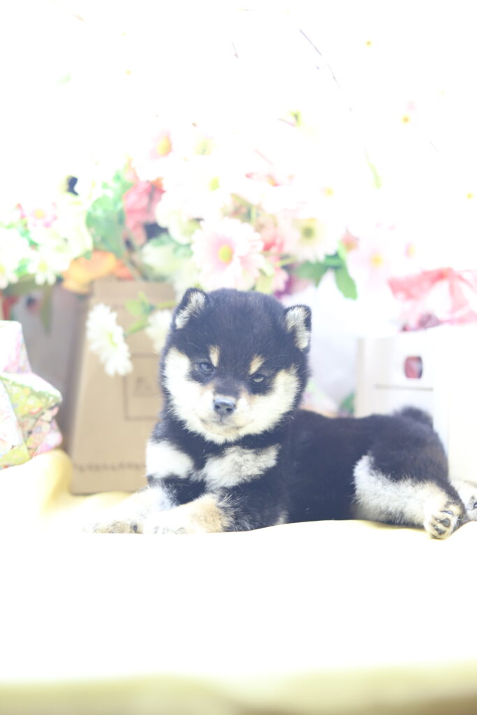 ★★極小黒豆柴★★2025年9月29日生れ★女の子★幻級激可愛い＆美人★極超スーパープレミアム★