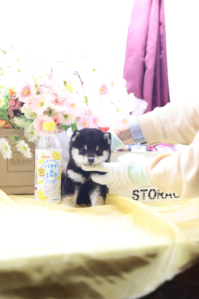 ★★極小黒豆柴★★2025年9月29日生れ★女の子★幻級激可愛い＆美人★極超スーパープレミアム★