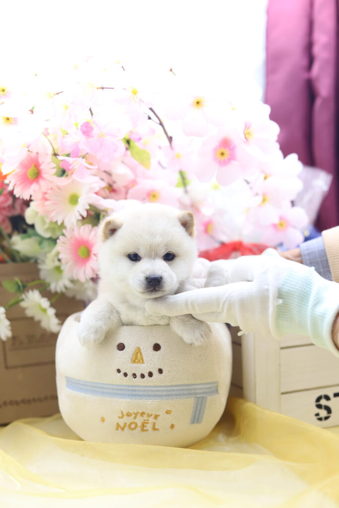 ☆極小白豆柴☆2025年9月30日生れ☆女の子☆激爆極美人&可愛い☆超スーパープレミアム☆