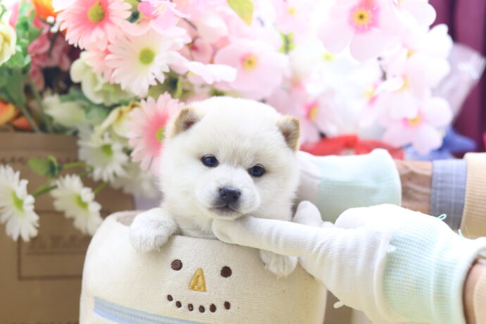 ☆極小白豆柴☆2025年9月30日生れ☆女の子☆激爆極美人＆可愛い☆超スーパープレミアム☆