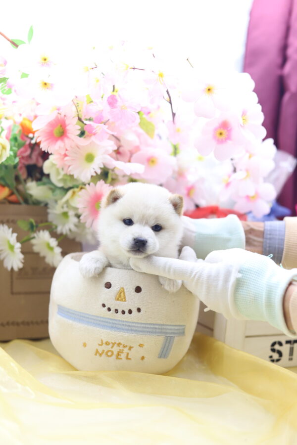 ☆極小白豆柴☆2025年9月30日生れ☆女の子☆激爆極美人&可愛い☆超スーパープレミアム☆