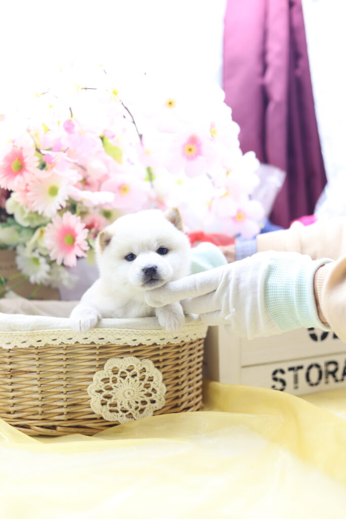 ☆極小白豆柴☆2025年9月30日生れ☆女の子☆激爆極美人&可愛い☆超スーパープレミアム☆