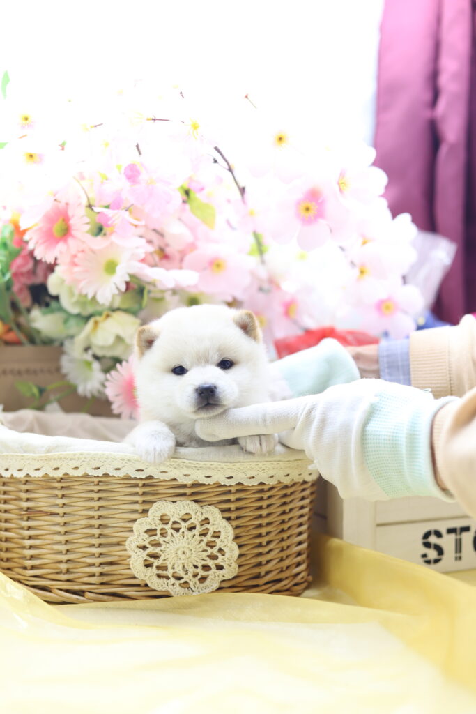 ☆極小白豆柴☆2025年9月30日生れ☆女の子☆激爆極美人&可愛い☆超スーパープレミアム☆