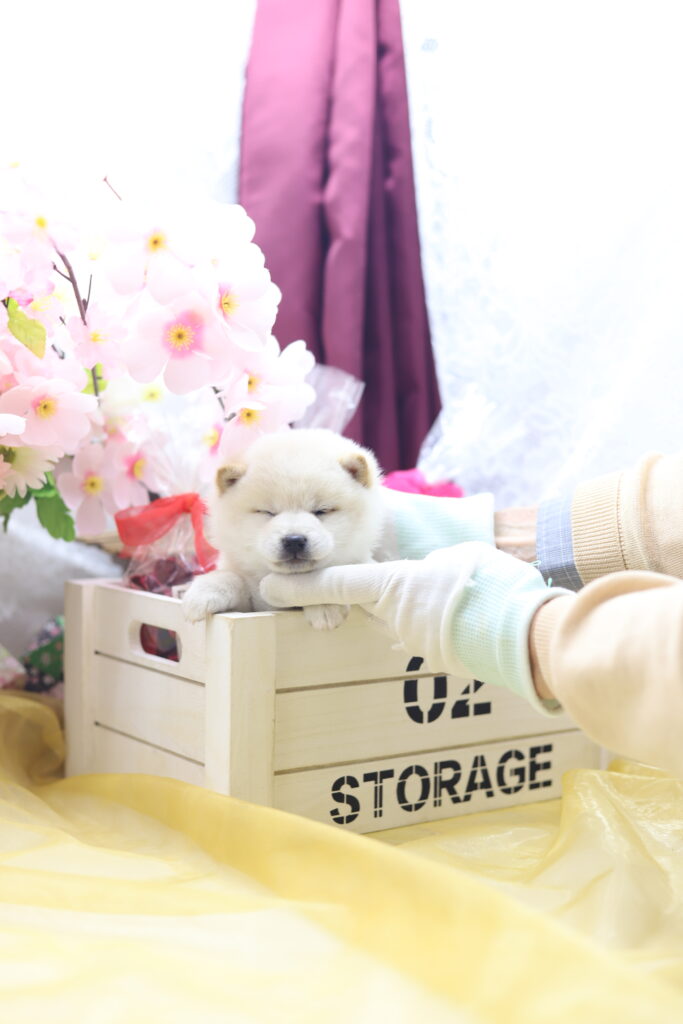 ☆極小白豆柴☆2025年9月30日生れ☆女の子☆激爆極美人&可愛い☆超スーパープレミアム☆