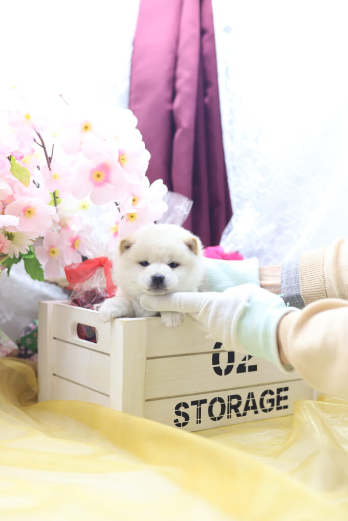 ☆極小白豆柴☆2025年9月30日生れ☆女の子☆激爆極美人&可愛い☆超スーパープレミアム☆