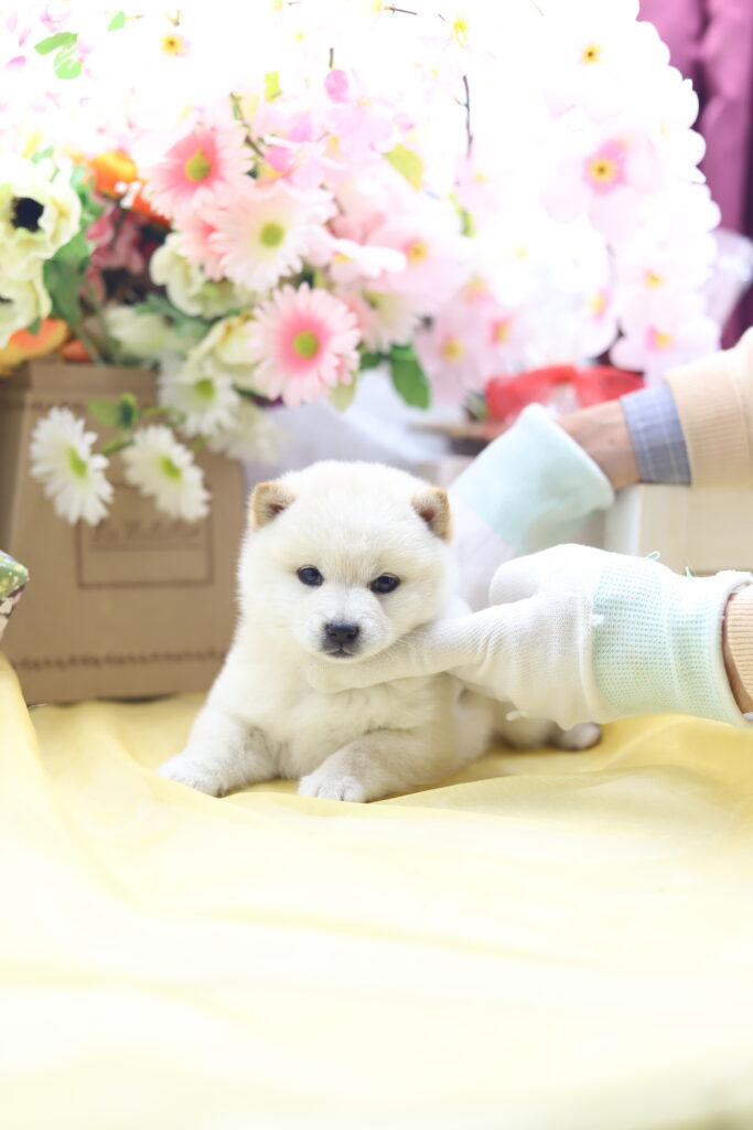 ☆極小白豆柴☆2025年9月30日生れ☆女の子☆激爆極美人&可愛い☆超スーパープレミアム☆