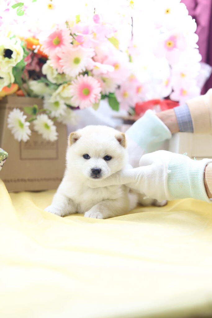 ☆極小白豆柴☆2025年9月30日生れ☆女の子☆激爆極美人&可愛い☆超スーパープレミアム☆