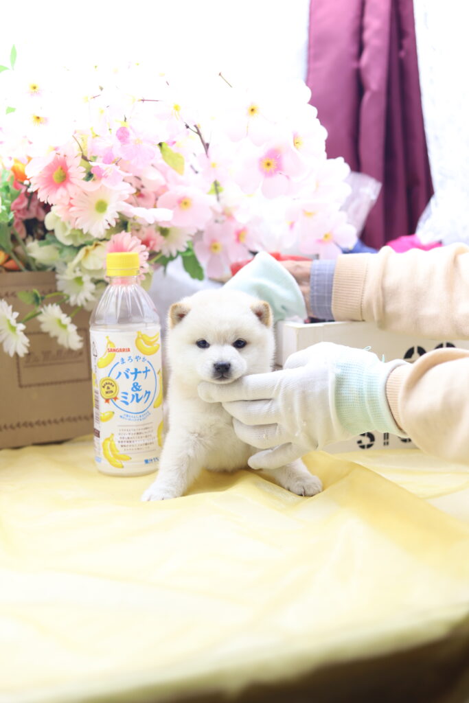 ☆極小白豆柴☆2025年9月30日生れ☆女の子☆激爆極美人&可愛い☆超スーパープレミアム☆