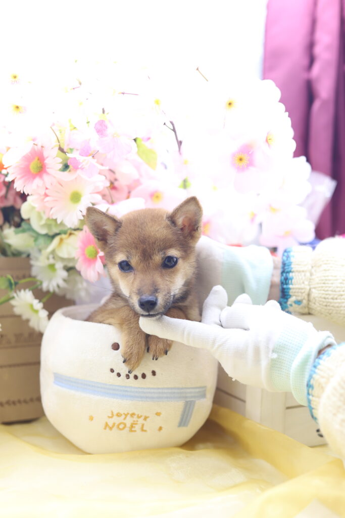 ★☆超極小赤豆柴★2025年7月8日生れ☆女の子★極激可愛☆超スーパープレミアム☆ティーカップサイズ☆