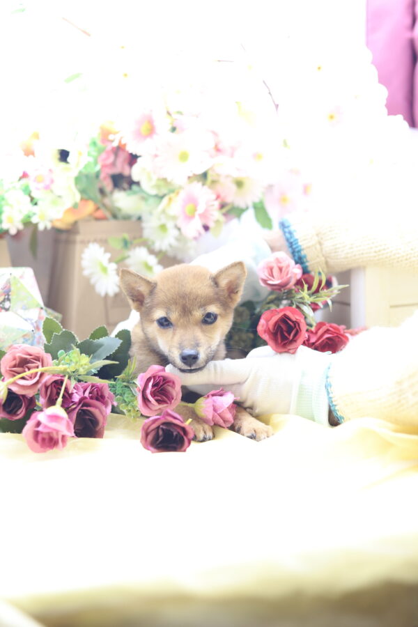 ★☆超極小赤豆柴★2025年7月8日生れ☆女の子★極激可愛☆超スーパープレミアム☆ティーカップサイズ☆