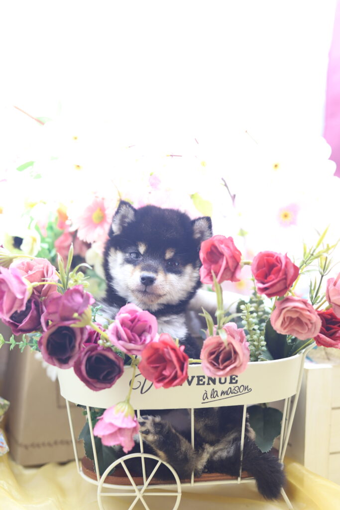 ★★極小黒豆柴★★2025年9月29日生れ★女の子★幻級激可愛い＆美人★極超スーパープレミアム★