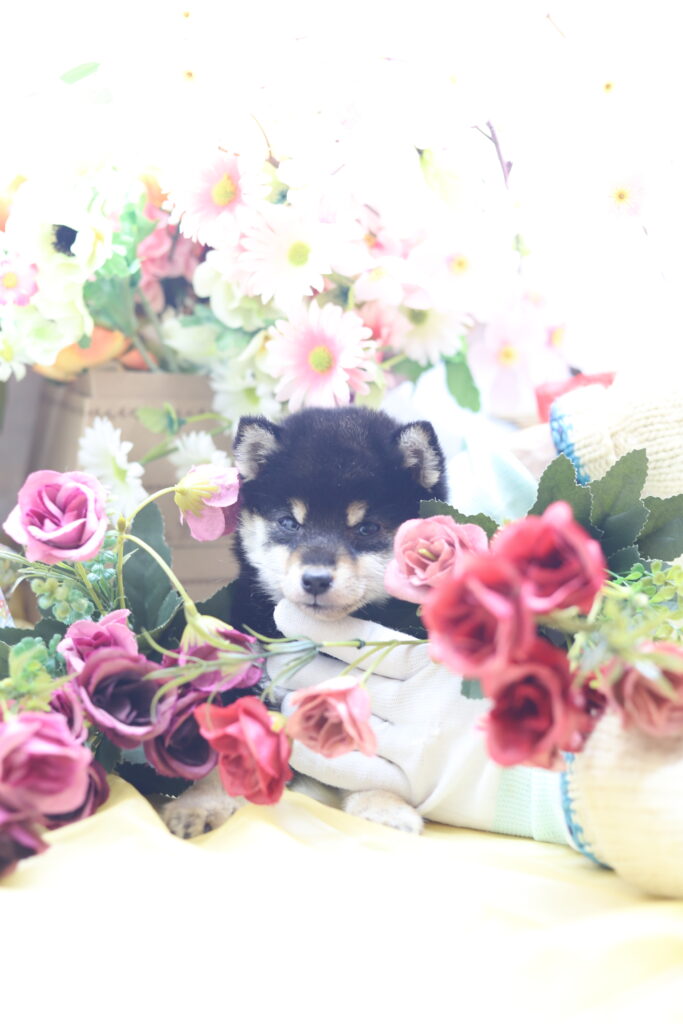 ★★極小黒豆柴★★2025年9月29日生れ★女の子★幻級激可愛い＆美人★極超スーパープレミアム★