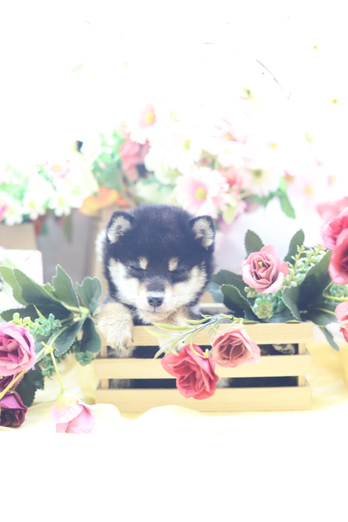 ★★極小黒豆柴★★2025年9月29日生れ★女の子★幻級激可愛い＆美人★極超スーパープレミアム★