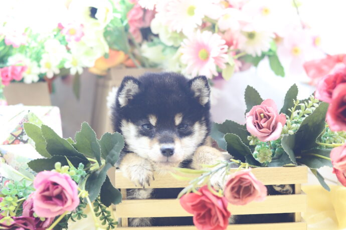 ★★極小黒豆柴★★2025年9月29日生れ★女の子★幻級激可愛い＆美人★極超スーパープレミアム★