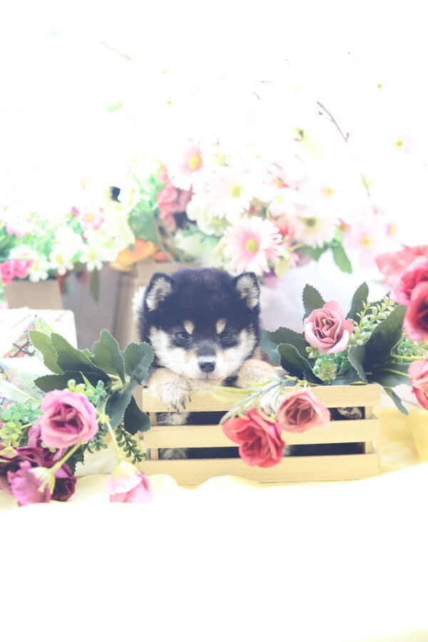 ★★極小黒豆柴★★2025年9月29日生れ★女の子★幻級激可愛い＆美人★極超スーパープレミアム★