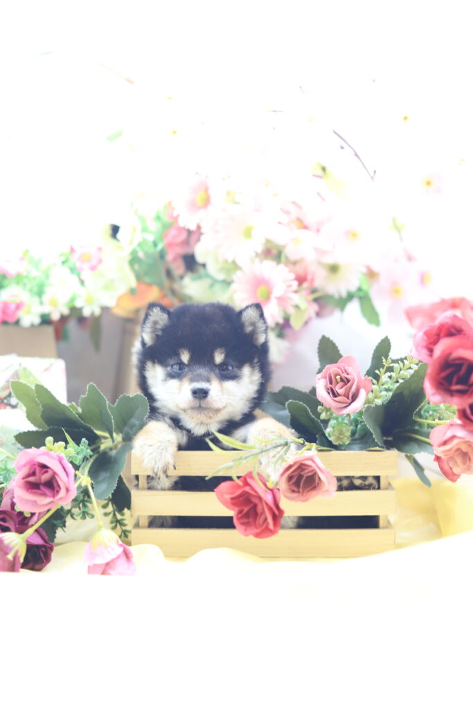 ★★極小黒豆柴★★2025年9月29日生れ★女の子★幻級激可愛い＆美人★極超スーパープレミアム★