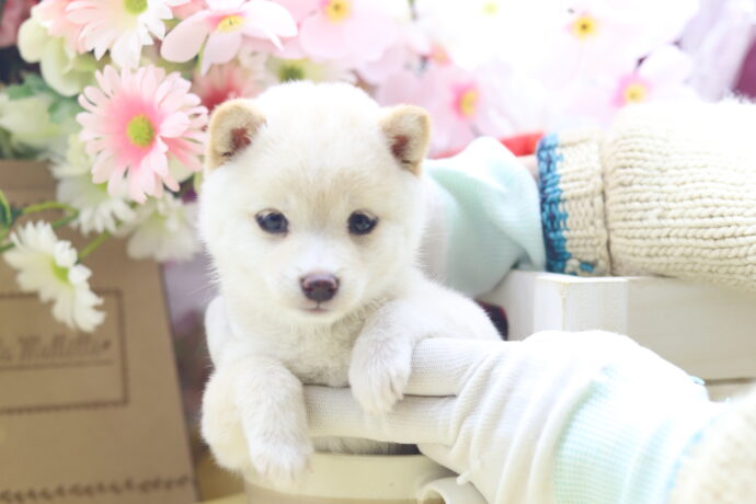 ☆超極小白豆柴☆2026年1月20日生れ☆女の子☆超激レアスーパープレミアム☆ティーカップサイズ☆