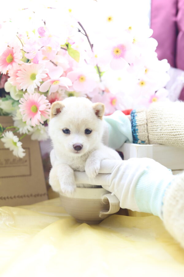 ☆超極小白豆柴☆2026年1月20日生れ☆女の子☆超激レアスーパープレミアム☆ティーカップサイズ☆