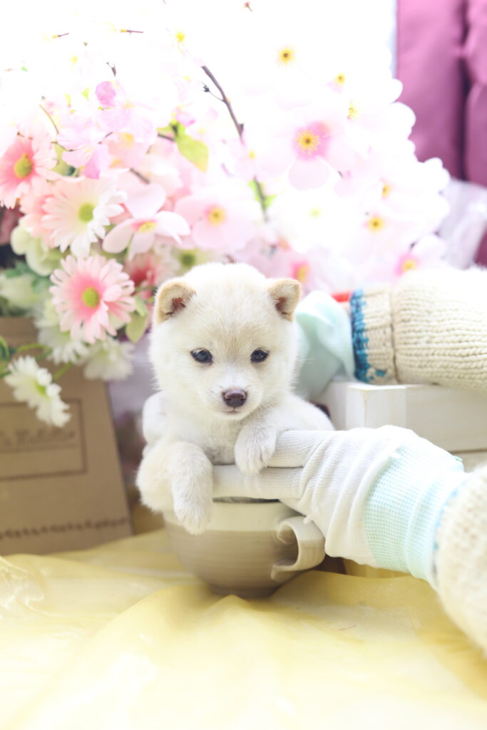 ☆超極小白豆柴☆2026年1月20日生れ☆女の子☆超激レアスーパープレミアム☆ティーカップサイズ☆