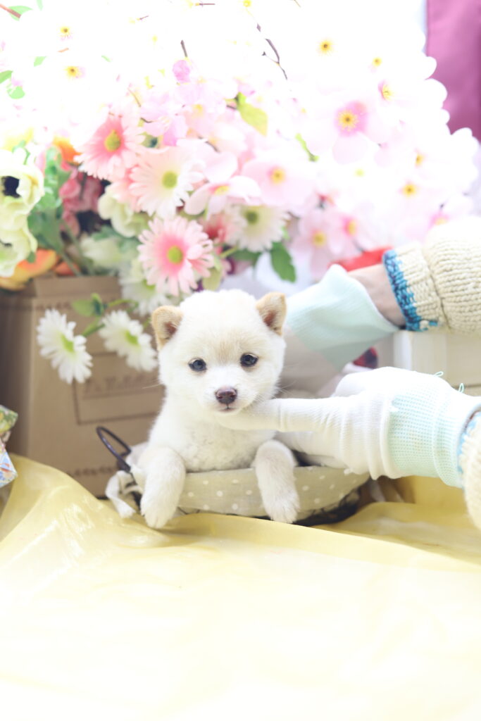 ☆超極小白豆柴☆2026年1月20日生れ☆女の子☆超激レアスーパープレミアム☆ティーカップサイズ☆