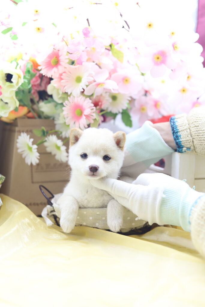 ☆超極小白豆柴☆2026年1月20日生れ☆女の子☆超激レアスーパープレミアム☆ティーカップサイズ☆