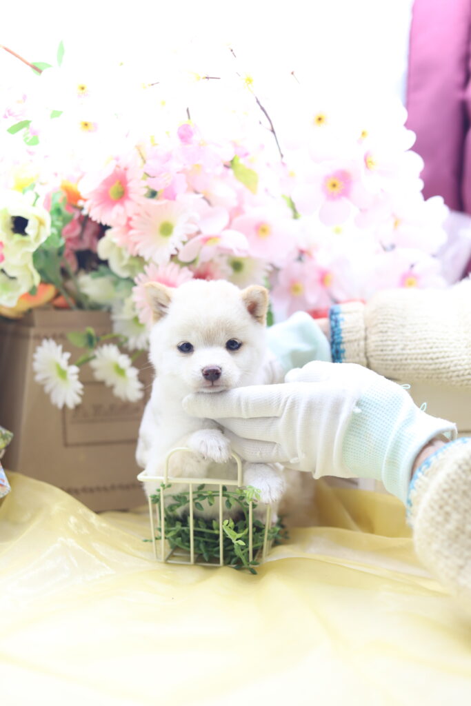 ☆超極小白豆柴☆2026年1月20日生れ☆女の子☆超激レアスーパープレミアム☆ティーカップサイズ☆